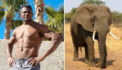 UFC – La punchline épique de Ngannou : « C’est pas parce que t’as joué avec des bébés animaux que… »