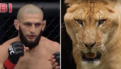 UFC – La vidéo dingue de Khamzat Chimaev qui affronte un « ligre », terrifiant félin !